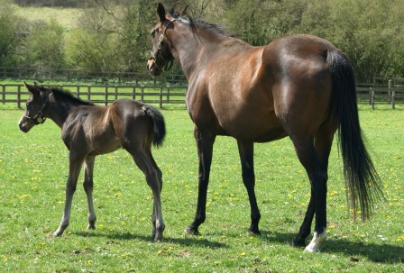 2012 colt by Dansili